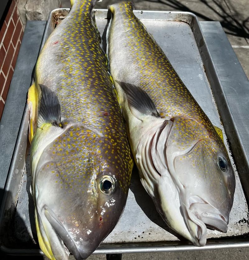 Tilefish