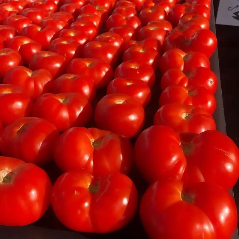 Tomatoes