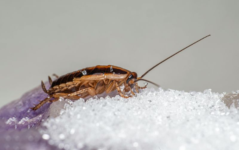 Visible Pests