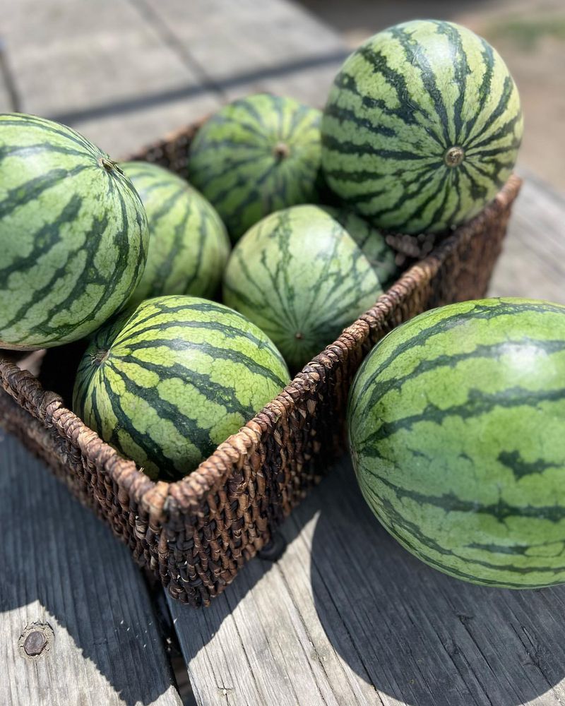 Watermelon Seeds