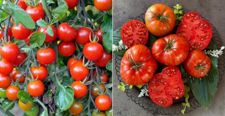 28 Facts That Make Tomatoes The Healthiest Fruit In The World, According To Health Experts