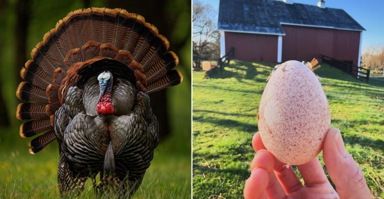Turkey Eggs