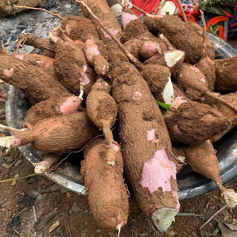 Cassava