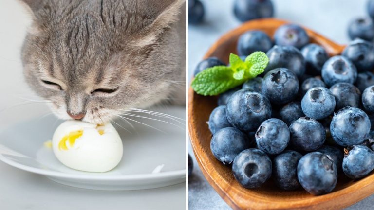 human foods save for cats