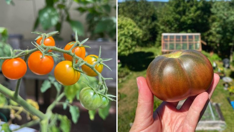 tomatoes