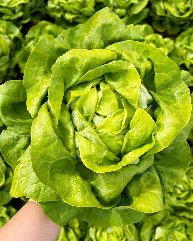 Lettuce