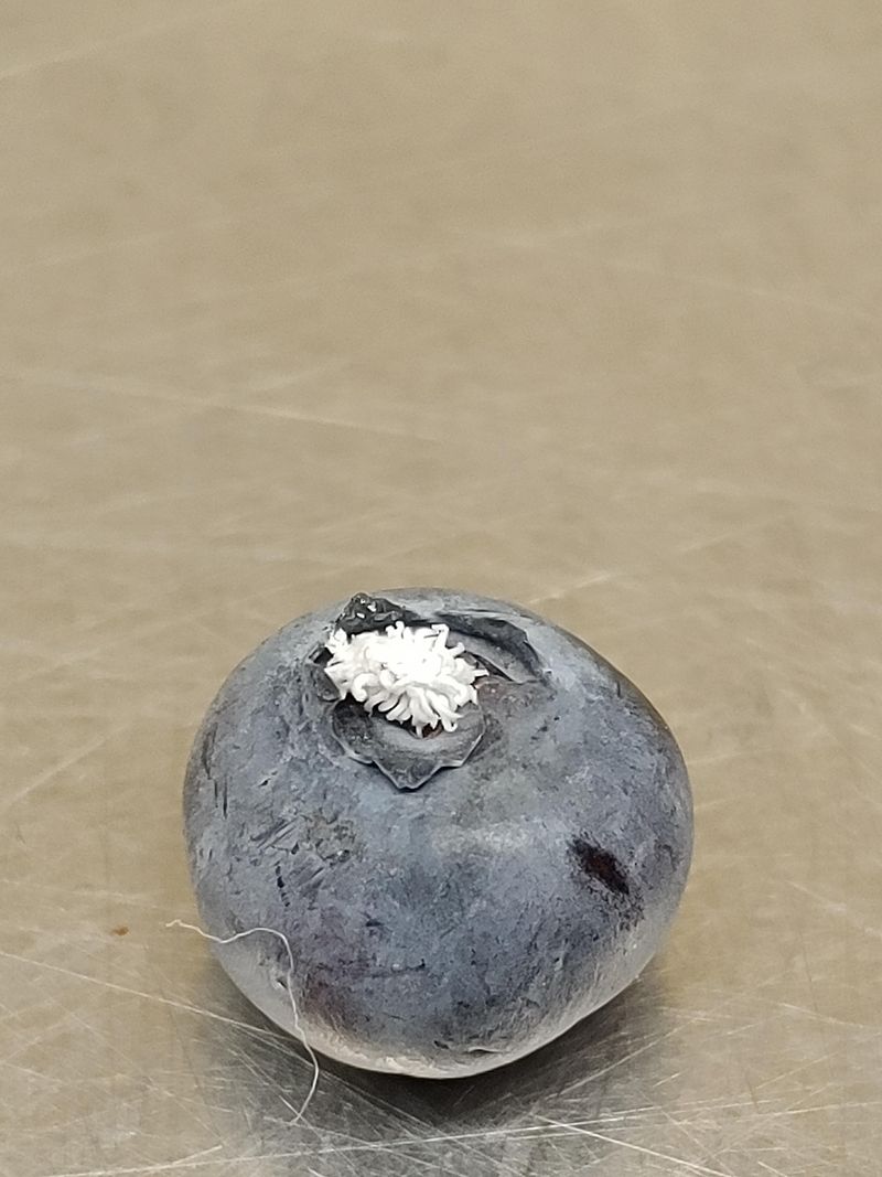 Not Checking For Mold
