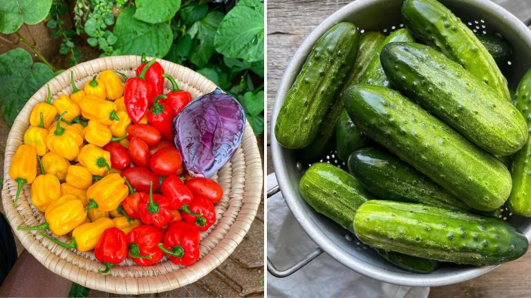 zero calorie foods
