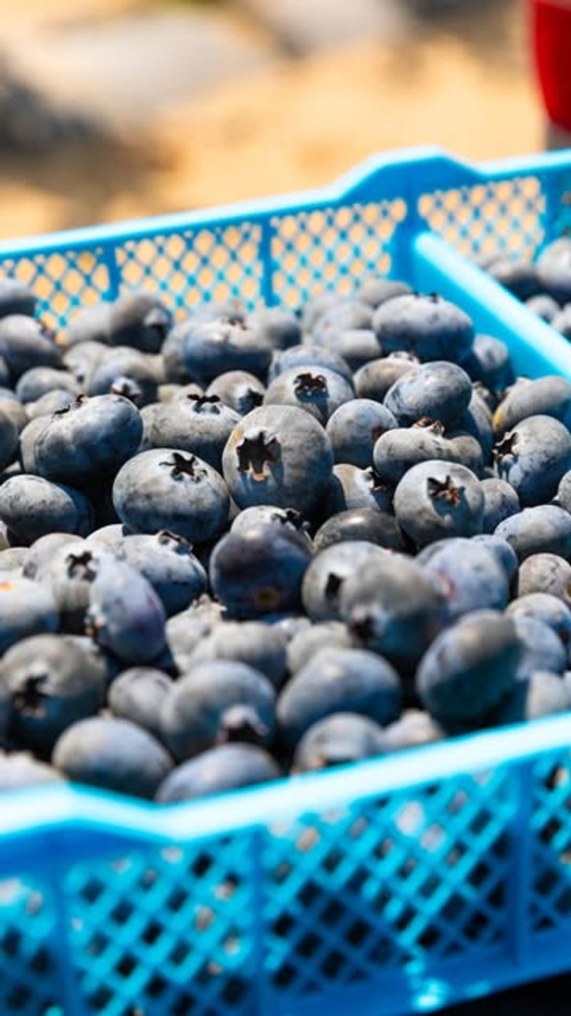 Blueberries