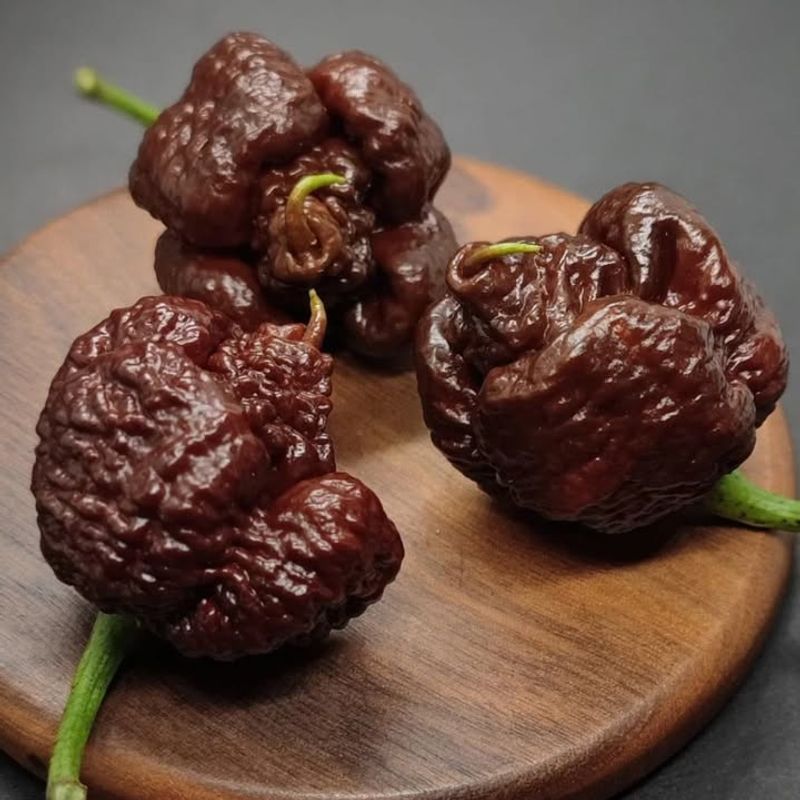 7 Pot Brown