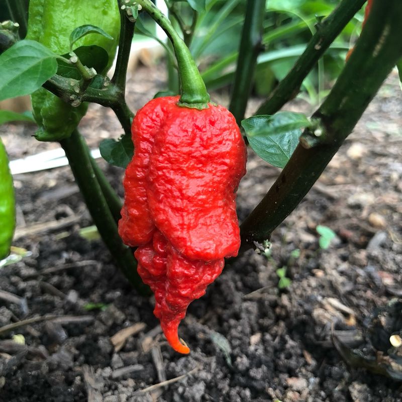 Komodo Dragon Chili