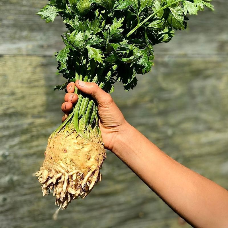 Celeriac