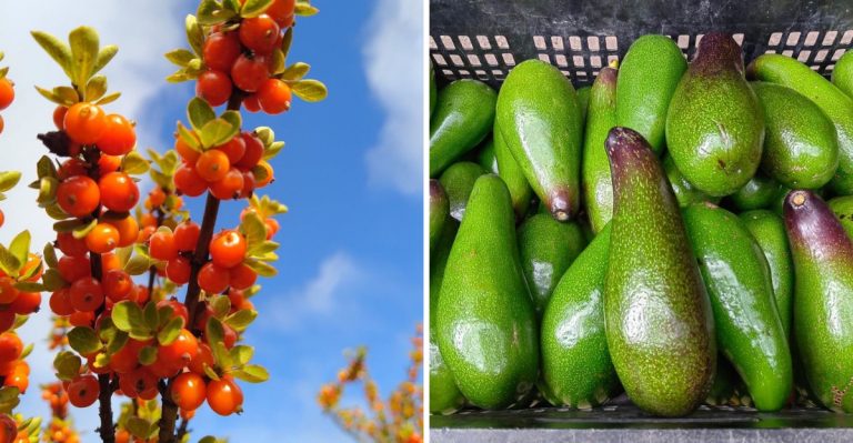 Anti-Aging Foods To Add To Your Grocery List