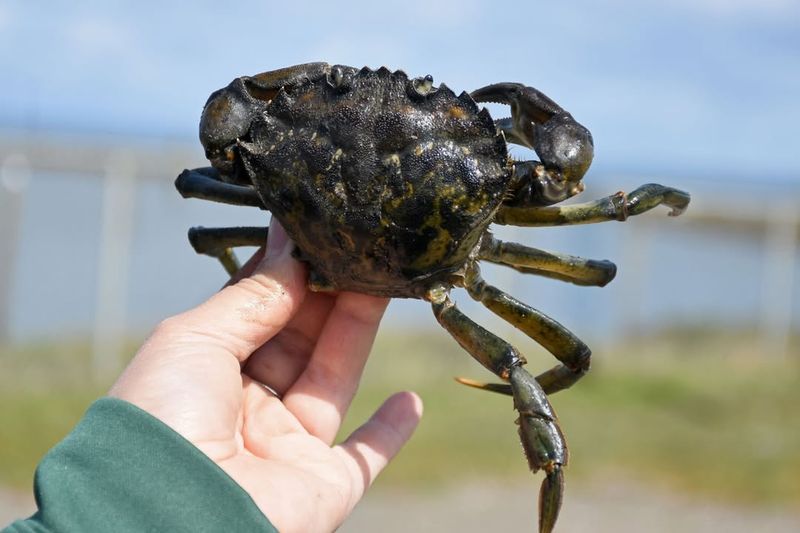 European Green Crab