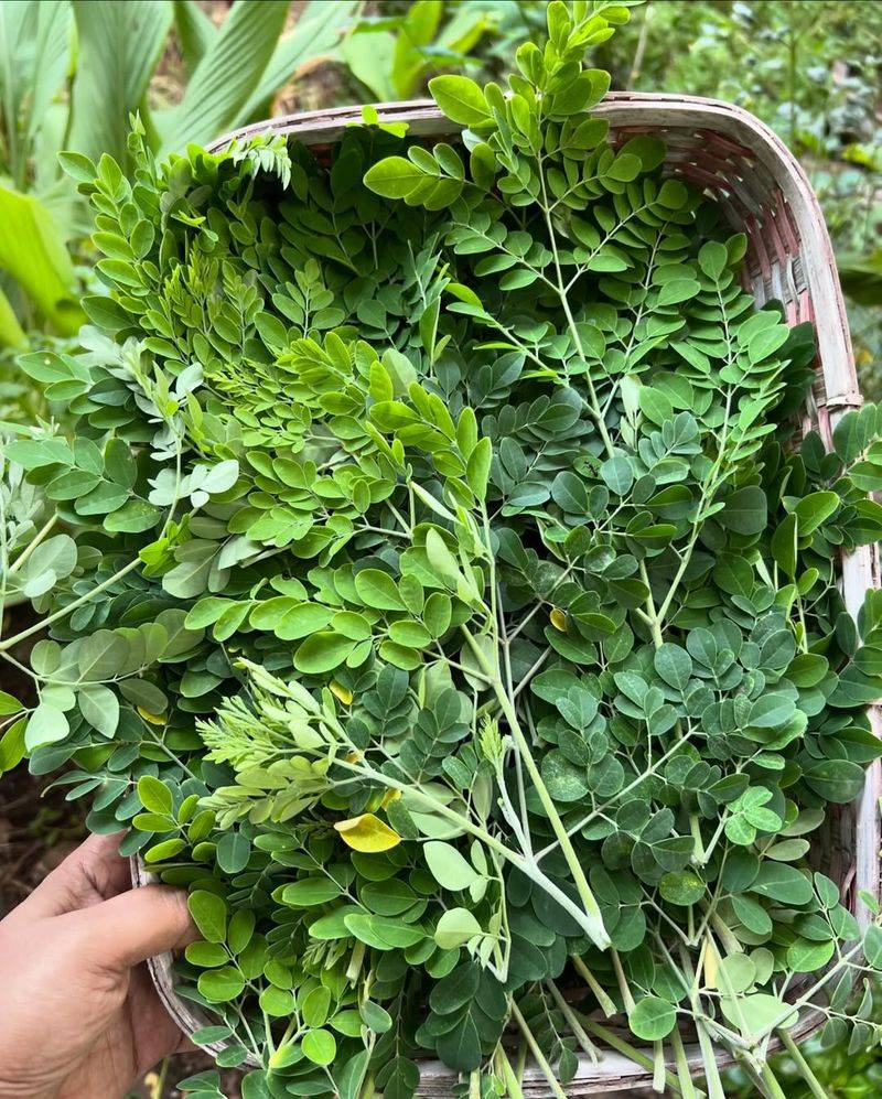 Moringa Leaves