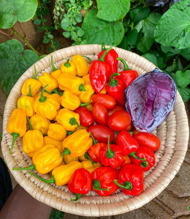 Bell Peppers