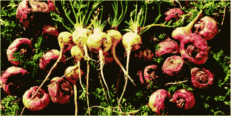 Peruvian Maca Root