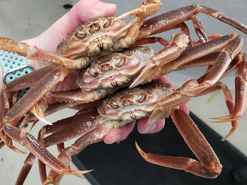 Snow Crab