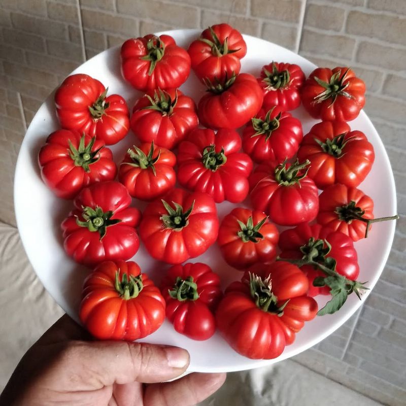 Tomatoes