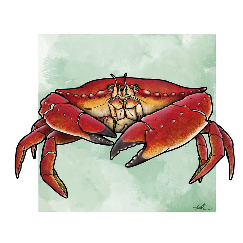 Red Rock Crab