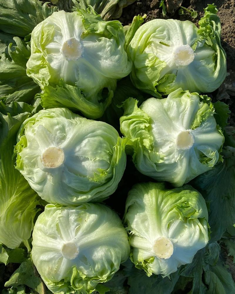Iceberg Lettuce