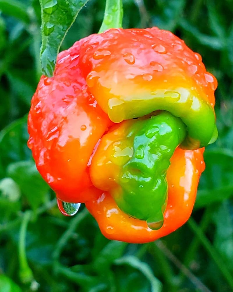 Trinidad Moruga Scorpion