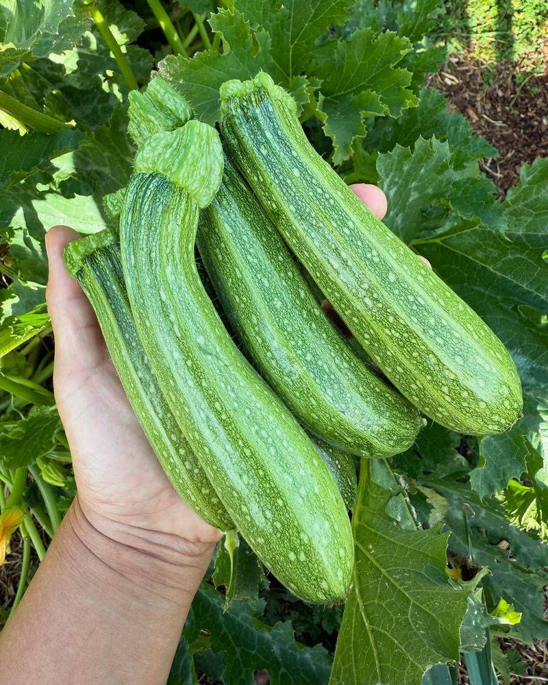 Zucchini