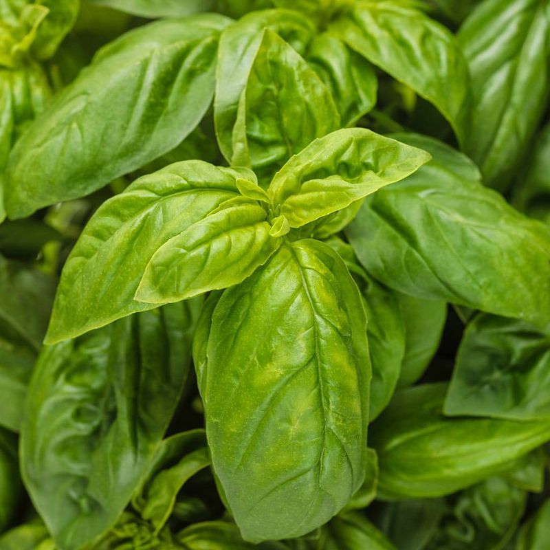 Basil
