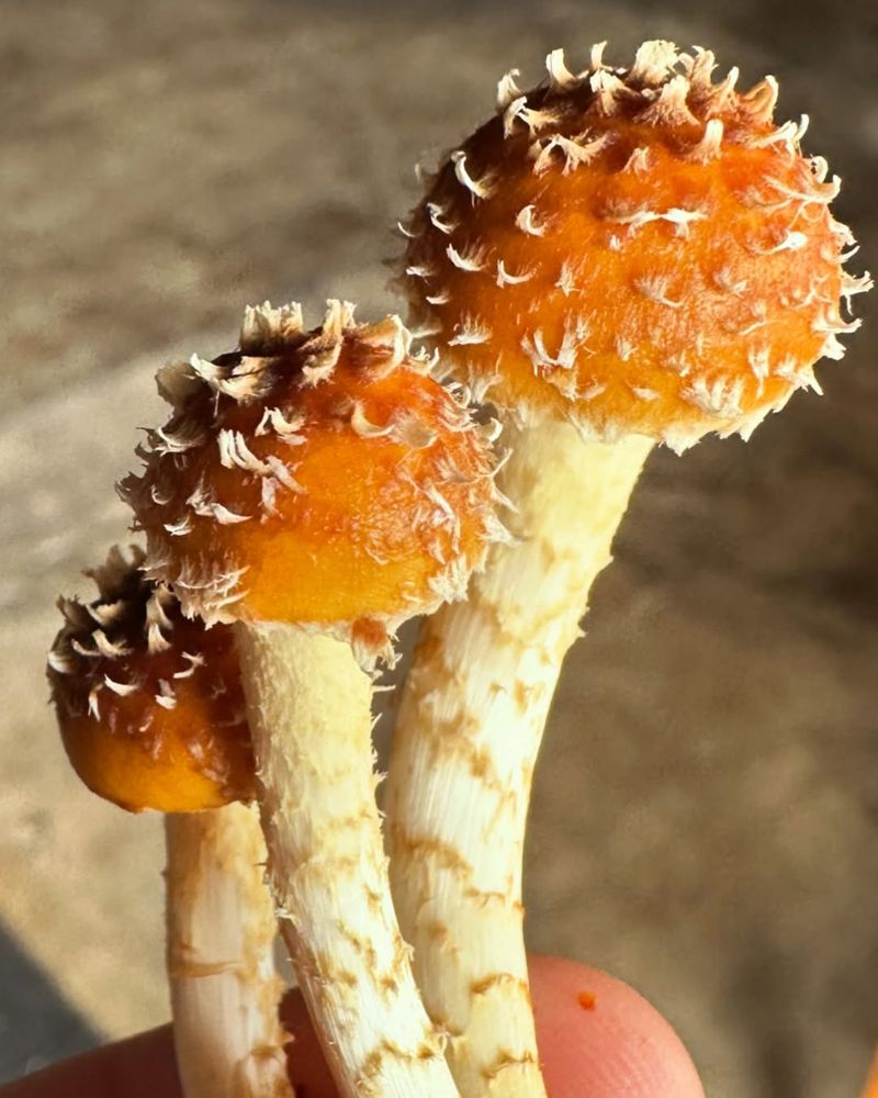 Mushrooms