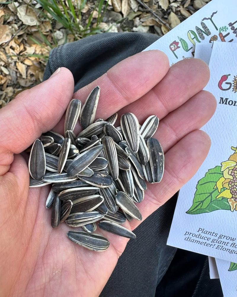 Sunflower Seeds