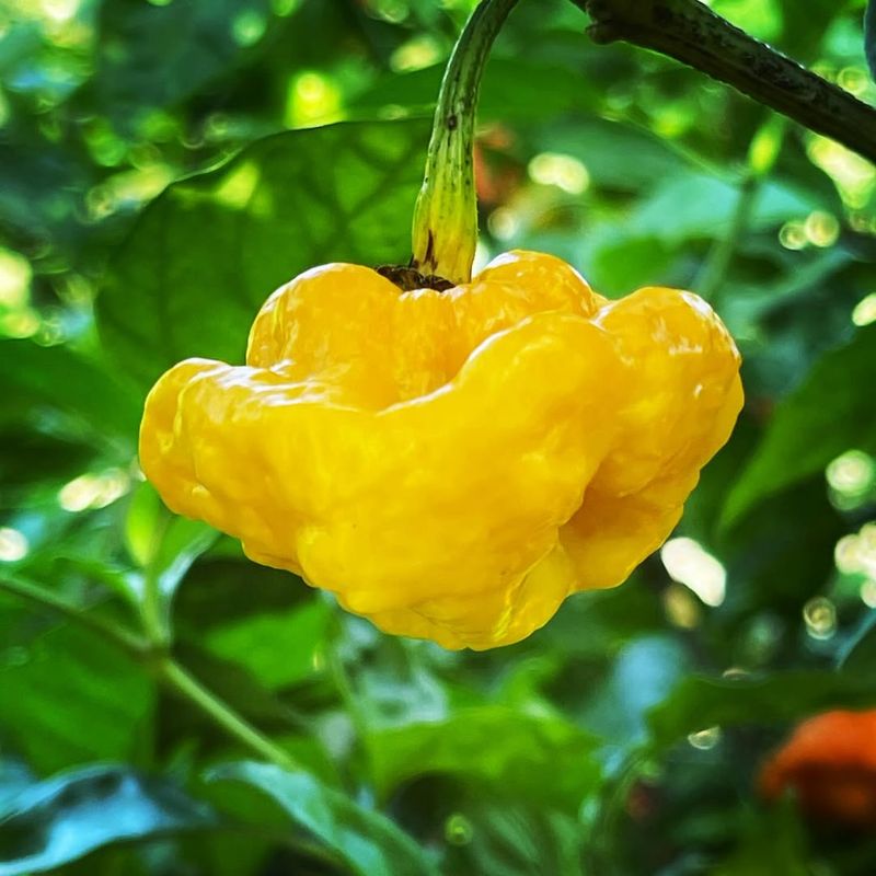 Scotch Bonnet