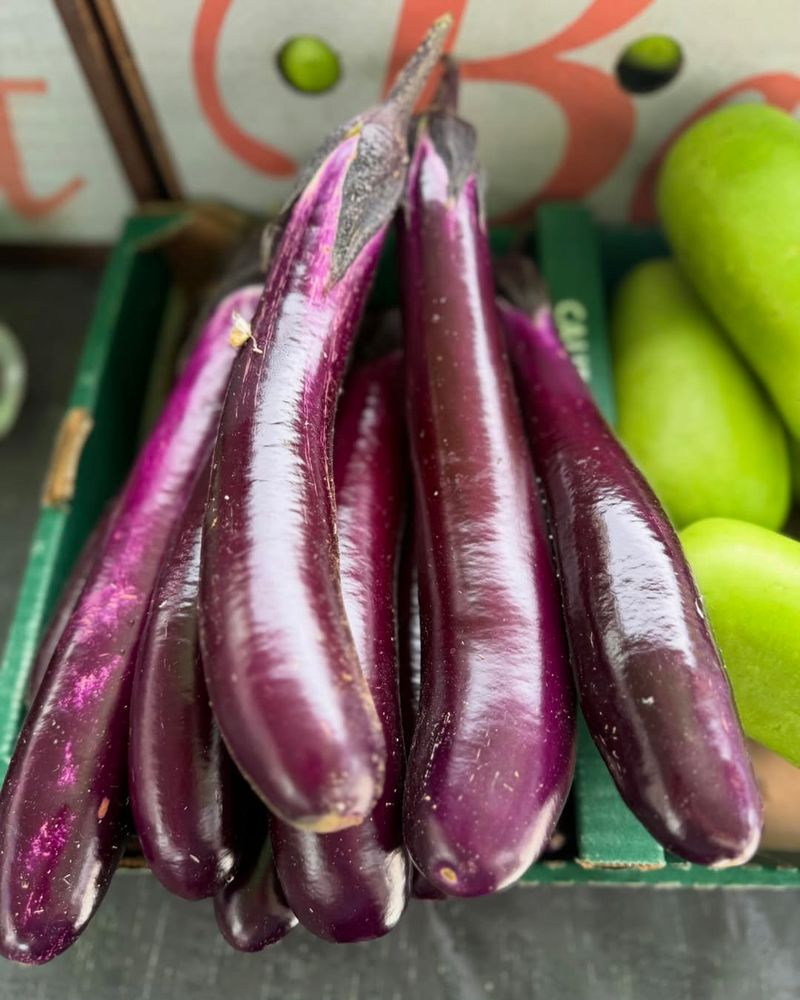 Eggplant