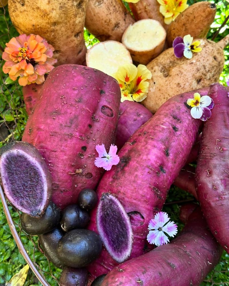 Purple Sweet Potatoes