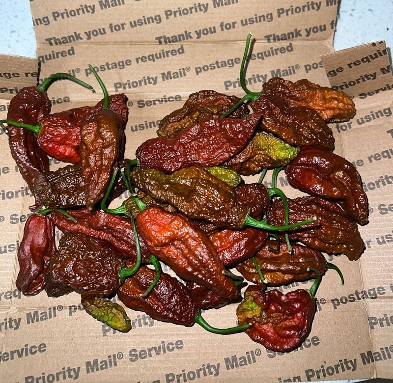Chocolate Bhutlah
