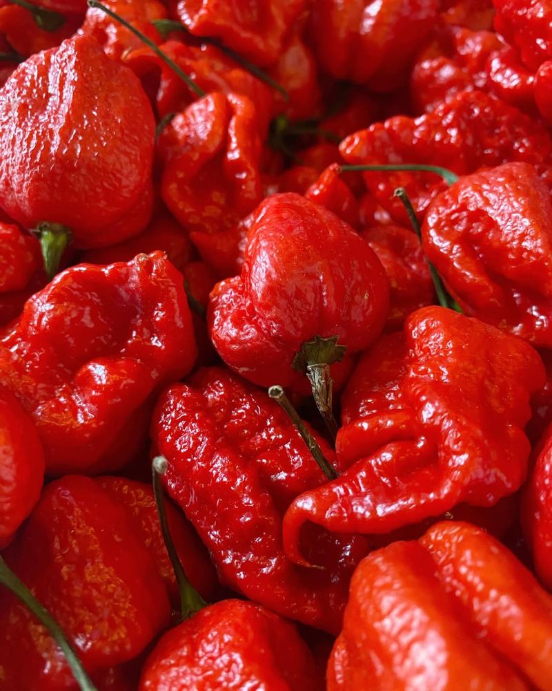Carolina Reaper