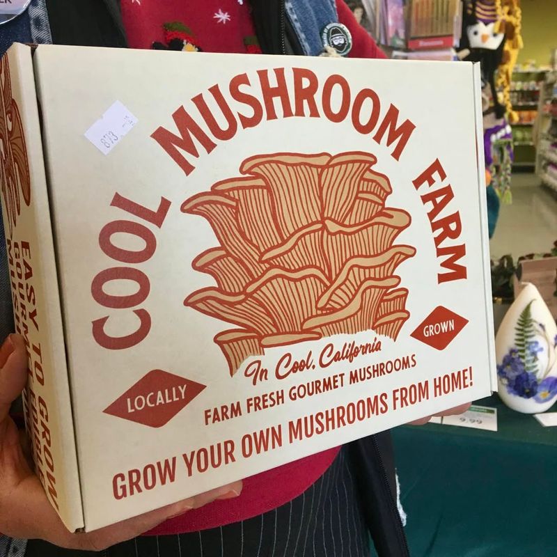 Gourmet Mushroom Growing Kit
