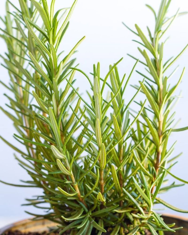 Overpowering Herbs (Like Rosemary)