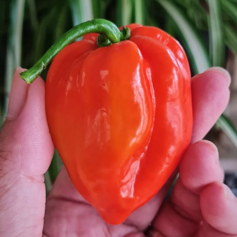 Habanero