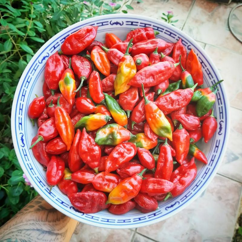 Bhut Jolokia (Ghost Pepper)