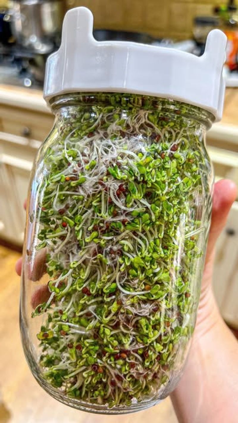 Broccoli Sprouts