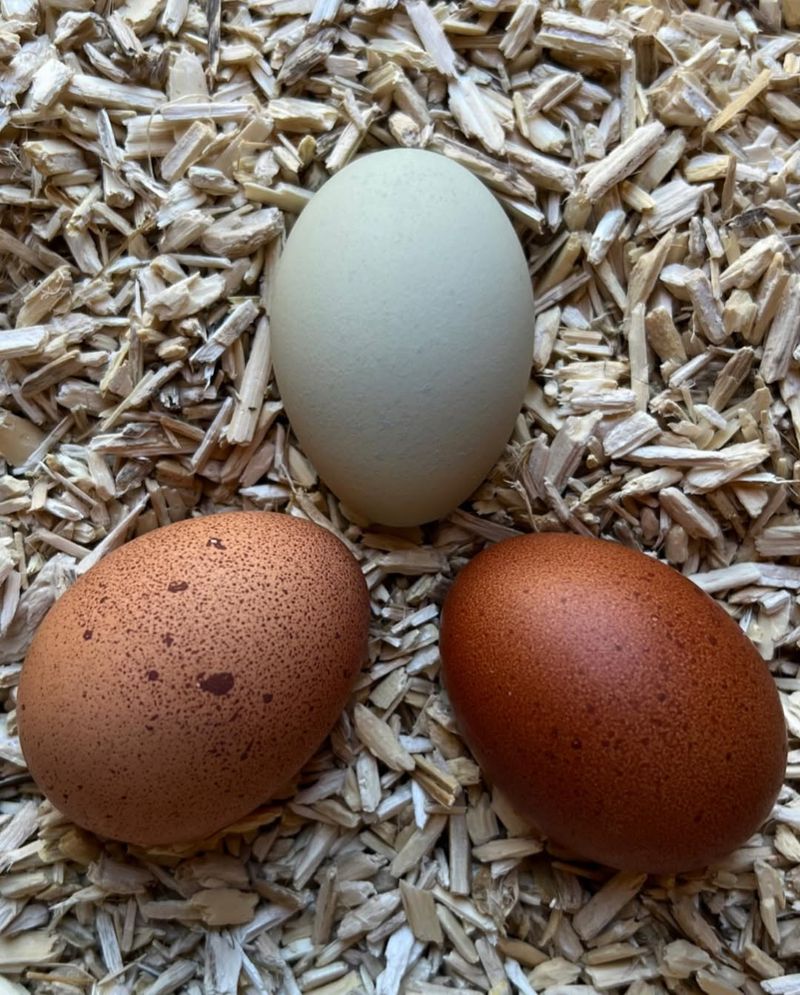 Eggs