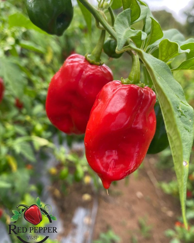 Red Savina Habanero