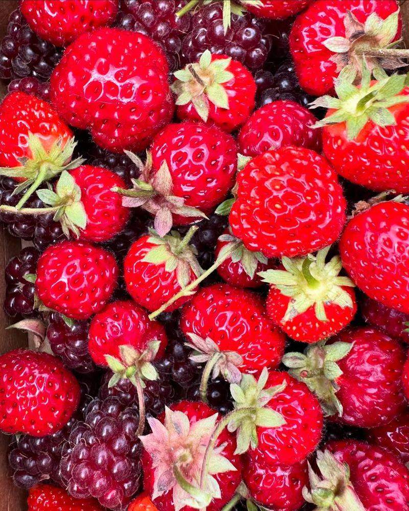 Fresh Berries