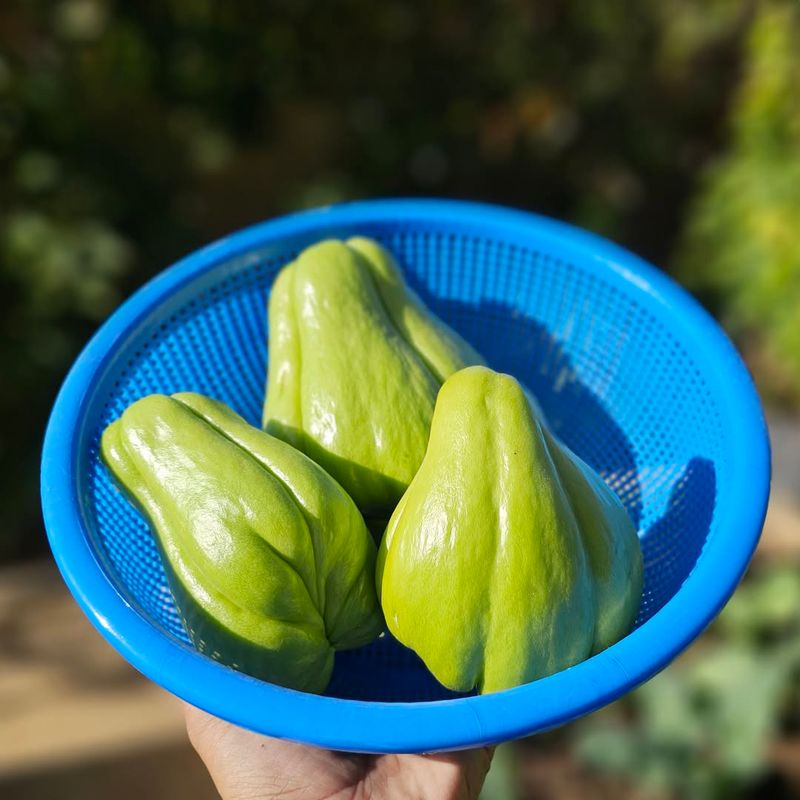 Chayote