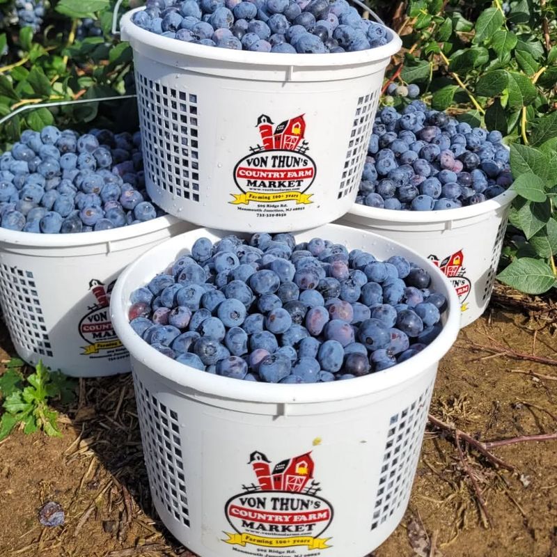 Using Out-Of-Season Berries