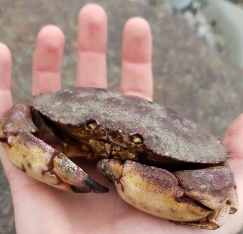 Atlantic Rock Crab
