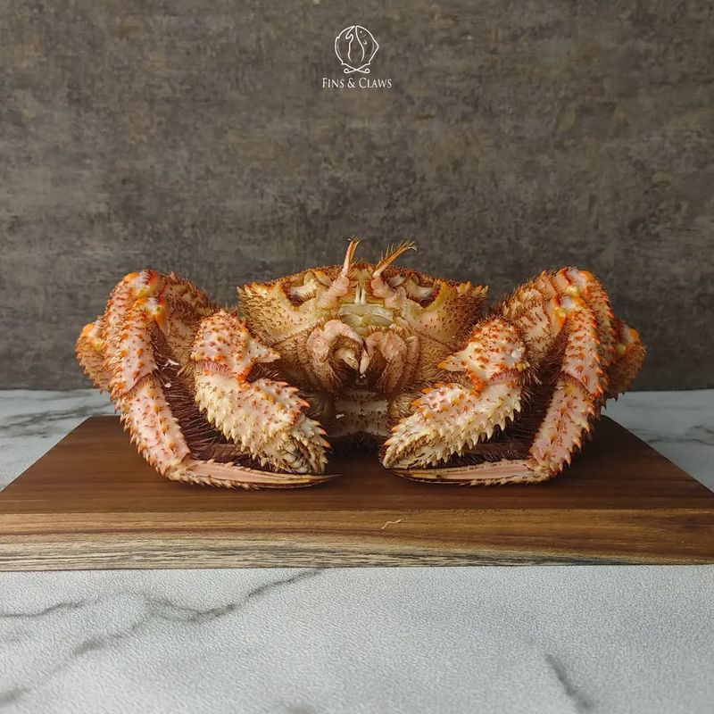 Horsehair Crab
