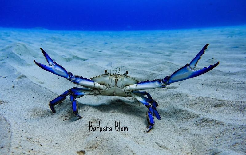 Blue Crab