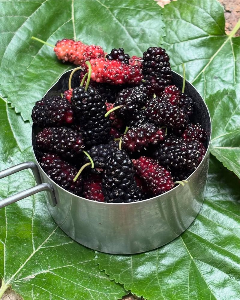 Mulberries