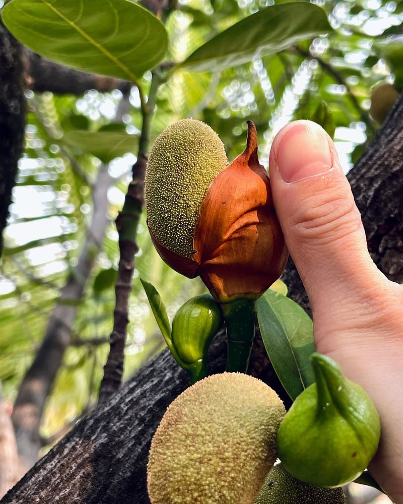 Jackfruit